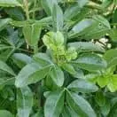 Choisya Ternata Foliage