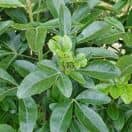 Choisya Ternata Foliage