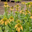 Buy Echinacea purpurea 'Skipper Yellow' (Coneflower) online from Jacksons Nurseries.