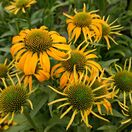 Buy Echinacea purpurea 'Skipper Yellow' (Coneflower) online from Jacksons Nurseries.