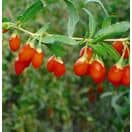 Goji berry