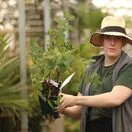 Buy Honeyberry Blue Treasure online from Jacksons Nurseries.
