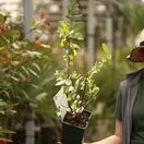 Buy Honeyberry Blue Treasure online from Jacksons Nurseries.