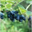 Buy Honeyberry Boreal Beast online from Jacksons Nurseries.