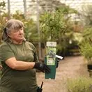Buy Honeyberry Boreal Beast online from Jacksons Nurseries.