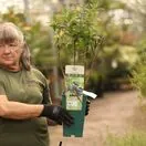 Buy Honeyberry Boreal Beast online from Jacksons Nurseries.
