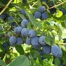 Honeyberry Boreal Beauty