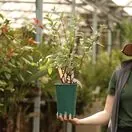 Buy Honeyberry Boreal Beauty online from Jacksons Nurseries.