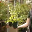 Buy Honeyberry Boreal Beauty online from Jacksons Nurseries.