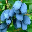 Honeyberry Giants Heart