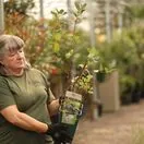 Buy Honeyberry Giants Heart online from Jacksons Nurseries.