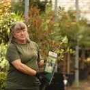 Buy Honeyberry Giants Heart online from Jacksons Nurseries.