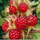 Buy Japanese Wineberry online from Jacksons Nurseries.