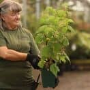 Buy Japanese Wineberry online from Jacksons Nurseries.