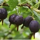 Buy Jostaberry online from Jacksons Nurseries.