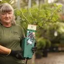Buy Jostaberry online from Jacksons Nurseries.