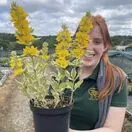 Lysimachia Alexander 2 litre actual plant