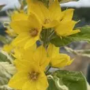 Lysimachia Alexander flower close up 2
