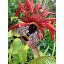 Buy Monarda Cambridge Scarlet (Bergamot) online from Jacksons Nurseries.