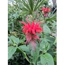 Buy Monarda Cambridge Scarlet (Bergamot) online from Jacksons Nurseries.