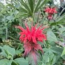 Buy Monarda Cambridge Scarlet (Bergamot) online from Jacksons Nurseries.