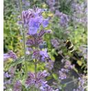 Nepeta Six Hills Giant 10