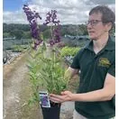 Penstemon Raven 2 litre actual plant 2