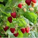 Raspberry Malling Admiral 5 canes