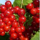 Redcurrant Rolan