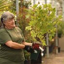 Buy Redcurrant Rolan online from Jacksons Nurseries.