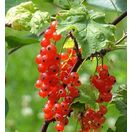 Buy Redcurrant Rosetta online from Jacksons Nurseries.