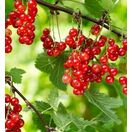 Buy Redcurrant Rosetta online from Jacksons Nurseries.