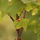 Buy Redcurrant Rosetta online from Jacksons Nurseries.