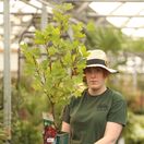 Buy Redcurrant Rosetta online from Jacksons Nurseries.