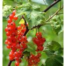 Buy  Redcurrant Rovada online from Jacksons Nurseries.