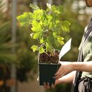 Buy  Redcurrant Rovada online from Jacksons Nurseries.