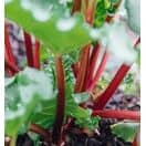 Buy Rhubarb 'Raspberry Red' online from Jacksons Nurseries.