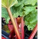 Buy Rhubarb 'Raspberry Red' online from Jacksons Nurseries.