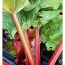Buy Rhubarb 'Raspberry Red' online from Jacksons Nurseries.