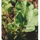 Rhubarb 'Stockbridge Arrow'