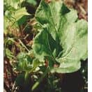 Rhubarb 'Stockbridge Arrow'
