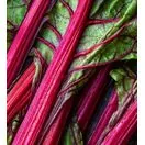 Rhubarb 'Stockbridge Arrow'