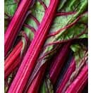 Rhubarb 'Stockbridge Arrow'