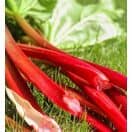 Buy Rhubarb Glaskins Perpetual online from Jacksons Nurseries.