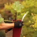 Buy Rhubarb Glaskins Perpetual online from Jacksons Nurseries.