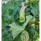 Buy Rhubarb Glaskins Perpetual online from Jacksons Nurseries.