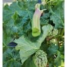 Buy Rhubarb Glaskins Perpetual online from Jacksons Nurseries.