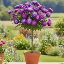 Buy Rosa: Blue For You (Standard, 90-120cm stem) online from Jacksons Nurseries
