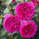 Rose James L Austin