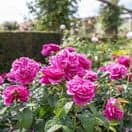 Rose James L Austin